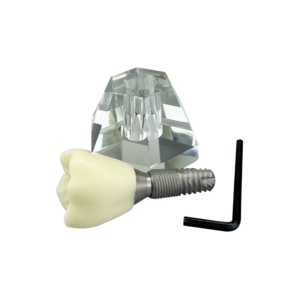 Dantų Dantų Modelis 4 Kartus Vieno Danties Vainiko Implantas Mokymo, Demonstravimo Priemonė, Odontologija, Stomatologas Studentų Mokymo Studijų Modelis . ' - ' . 5